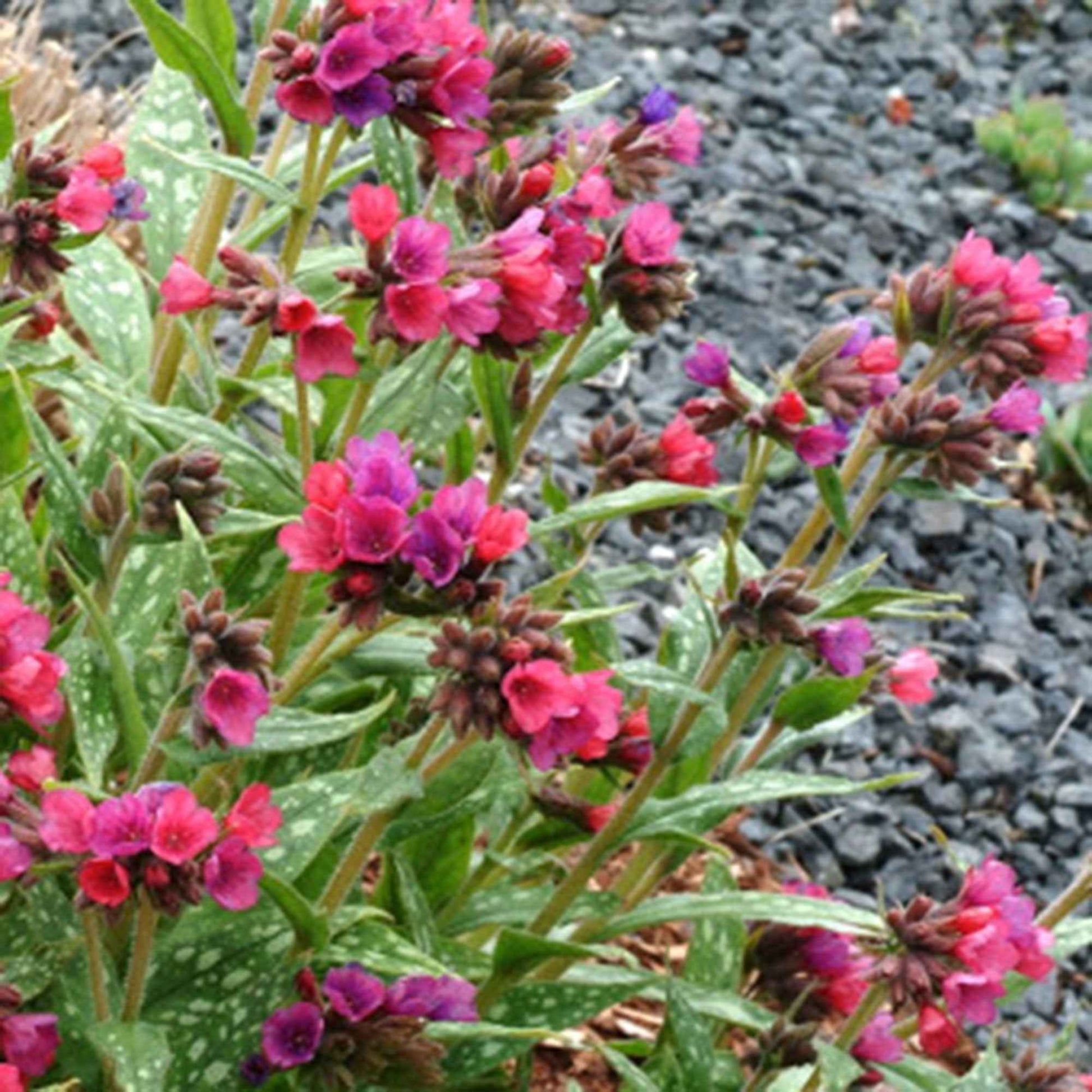 Lungenkraut 'Raspberry Splash' - Bakker