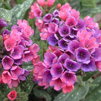 Lungenkraut 'Raspberry Splash' - Pulmonaria raspberry splash - Bakker