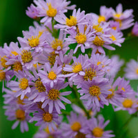 Zwergaster 'Stardust' - Aster ageratoides Stardust - Bakker