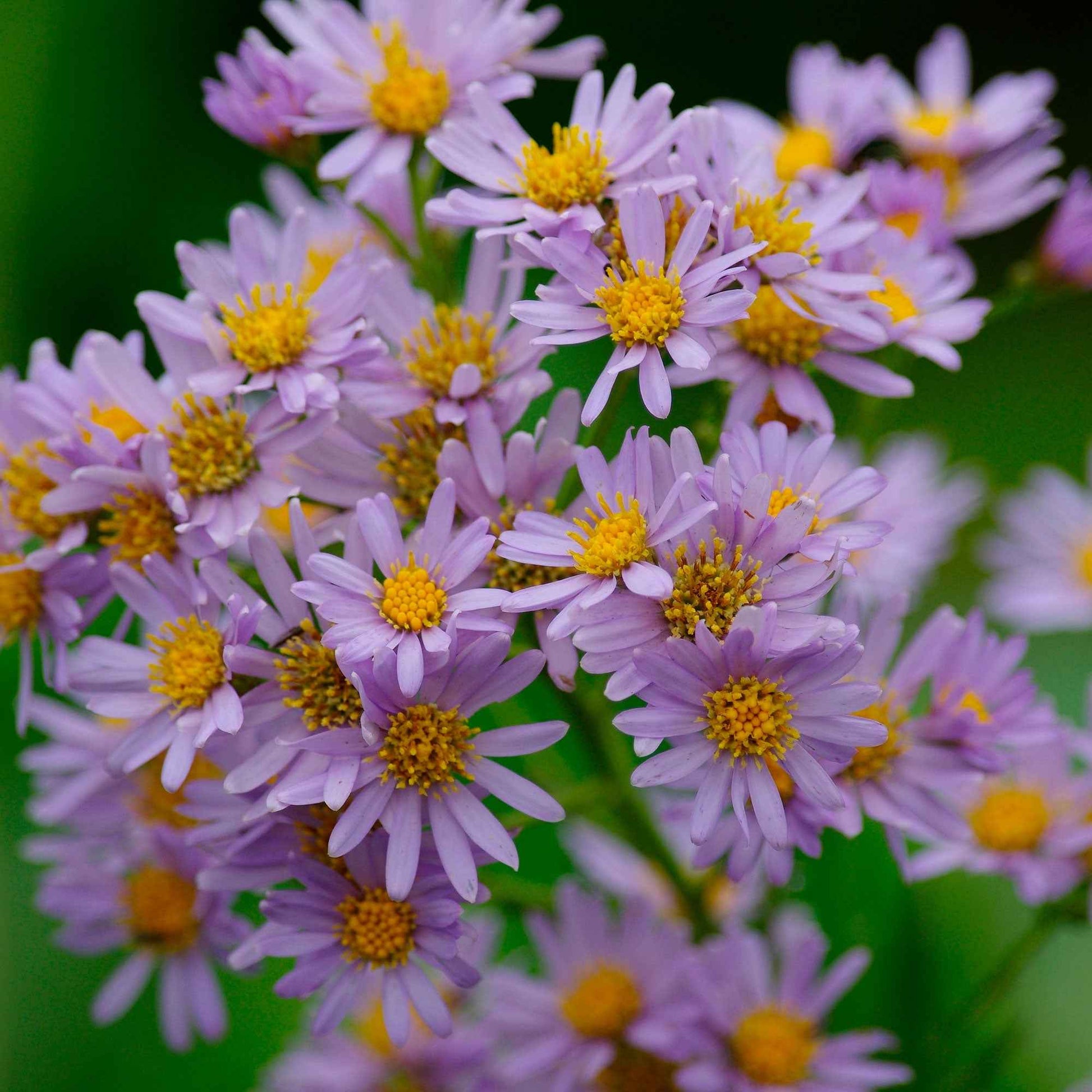 Zwergaster 'Stardust' - Aster ageratoides Stardust - Bakker