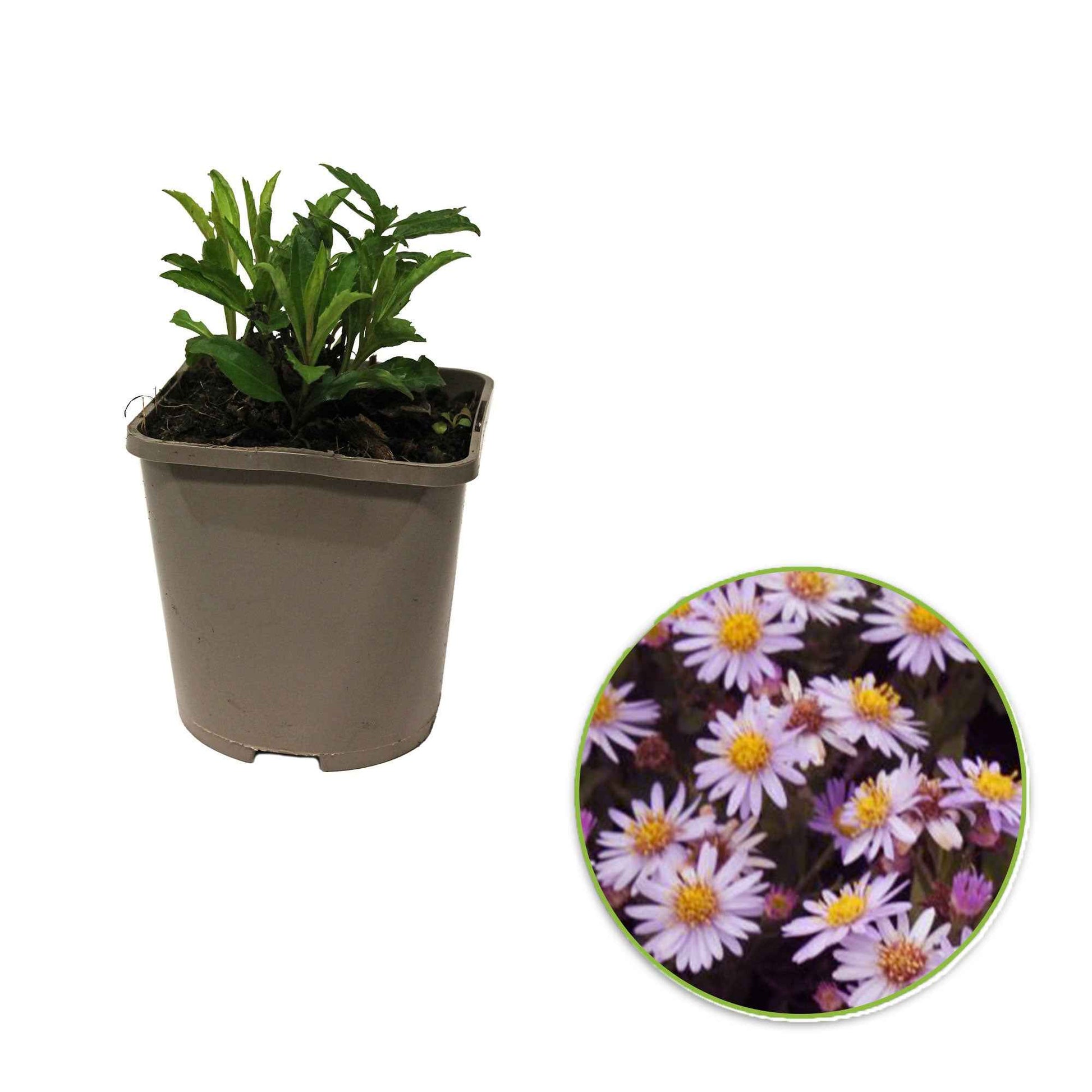 Verkauf Zwergaster 'Stardust' - Aster ageratoides Stardust