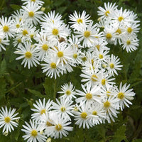 Ageratum-ähnliche Aster 'Ashvi' - Bakker