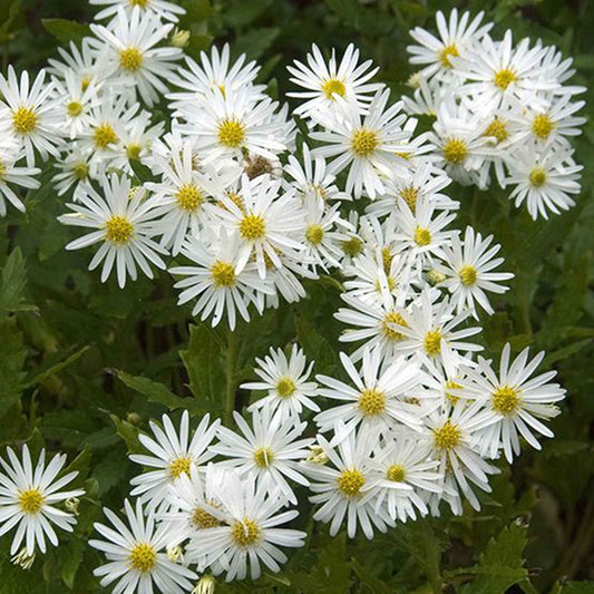 Ageratum-ähnliche Aster 'Ashvi' - Bakker