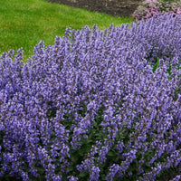 Katzenminze 'Purrsian Blue' - Nepeta purrsian blue - Bakker