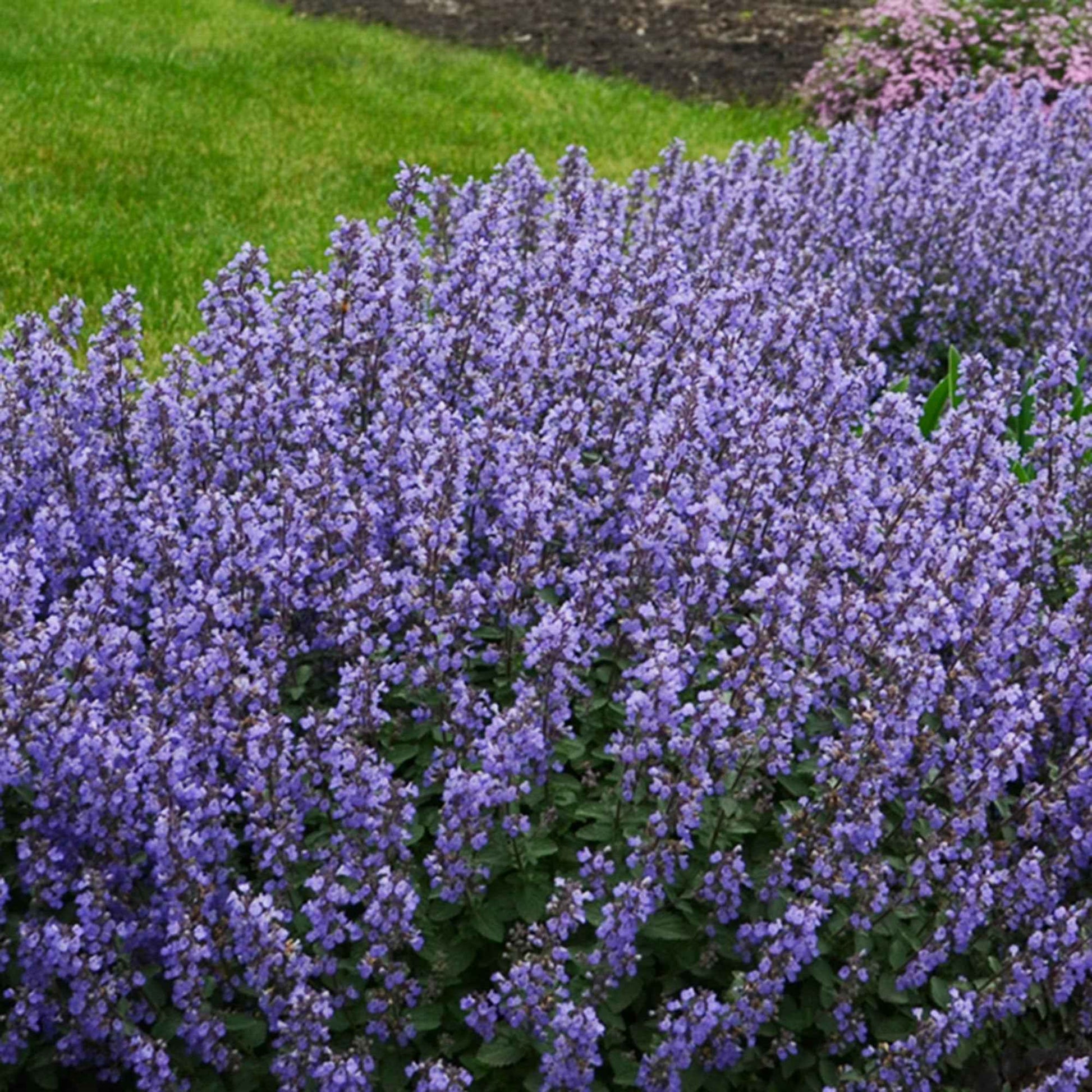 Katzenminze 'Purrsian Blue' - Nepeta purrsian blue - Bakker