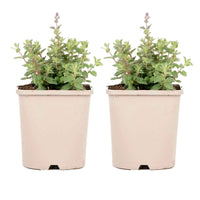 Nepeta - Katzenminze 'Purrsian Blue' - Nepeta purrsian blue