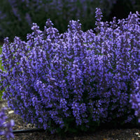 Katzenminze 'Cat's Pyjamas' - Nepeta faassenii Cat's Pajamas - Bakker