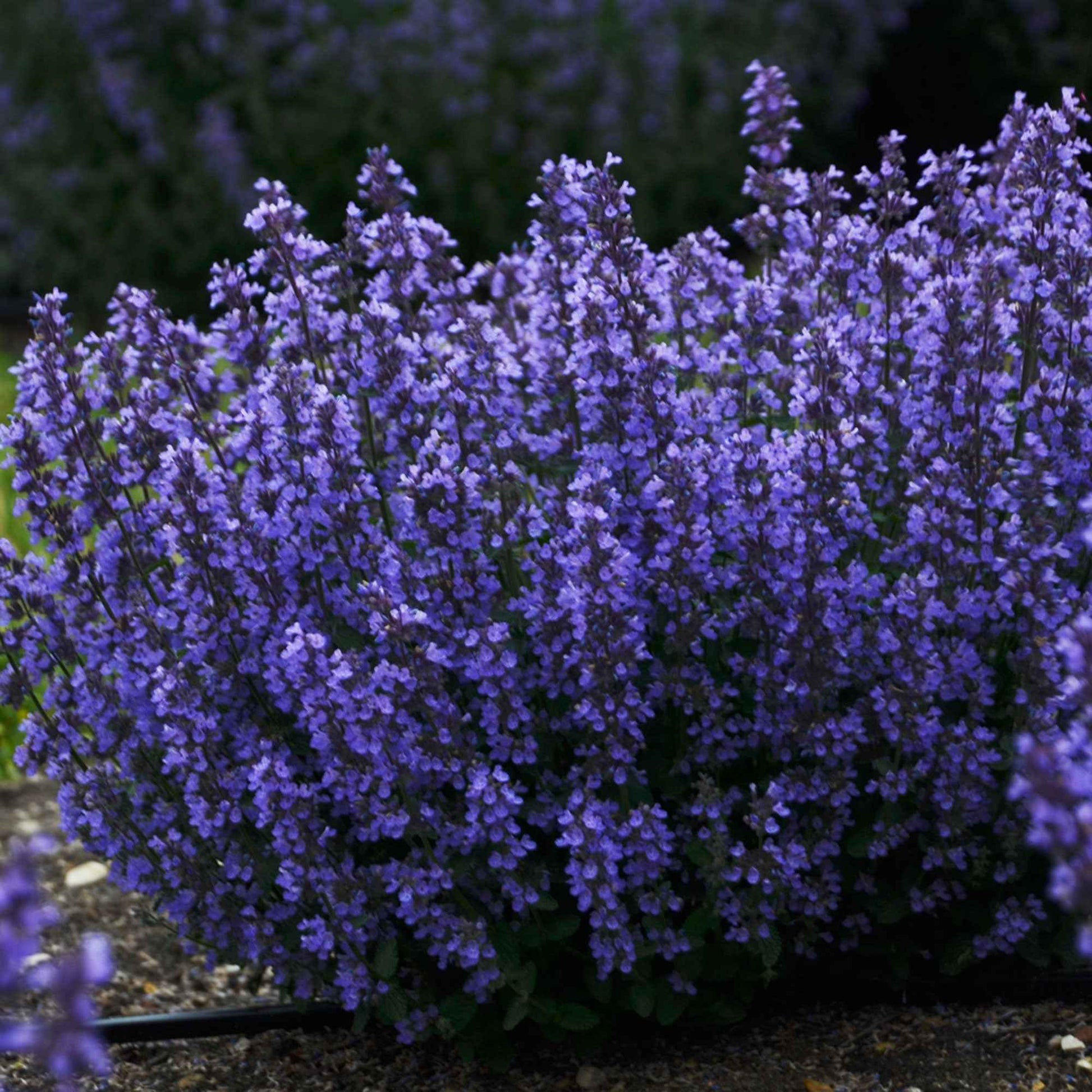 Katzenminze 'Cat's Pyjamas' - Nepeta faassenii Cat's Pajamas - Bakker