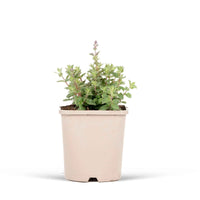 Nepeta faassenii Cat's Pajamas - Katzenminze 'Cat's Pyjamas' - Nepeta