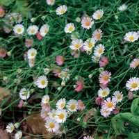 Spanisches Gänseblümchen - Erigeron karvinskianus Blutenmeer - Bakker
