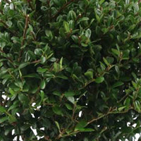 Blühende Sträucher - Japanische Stechpalme 'Dark Green'® - Ilex crenata Dark Green