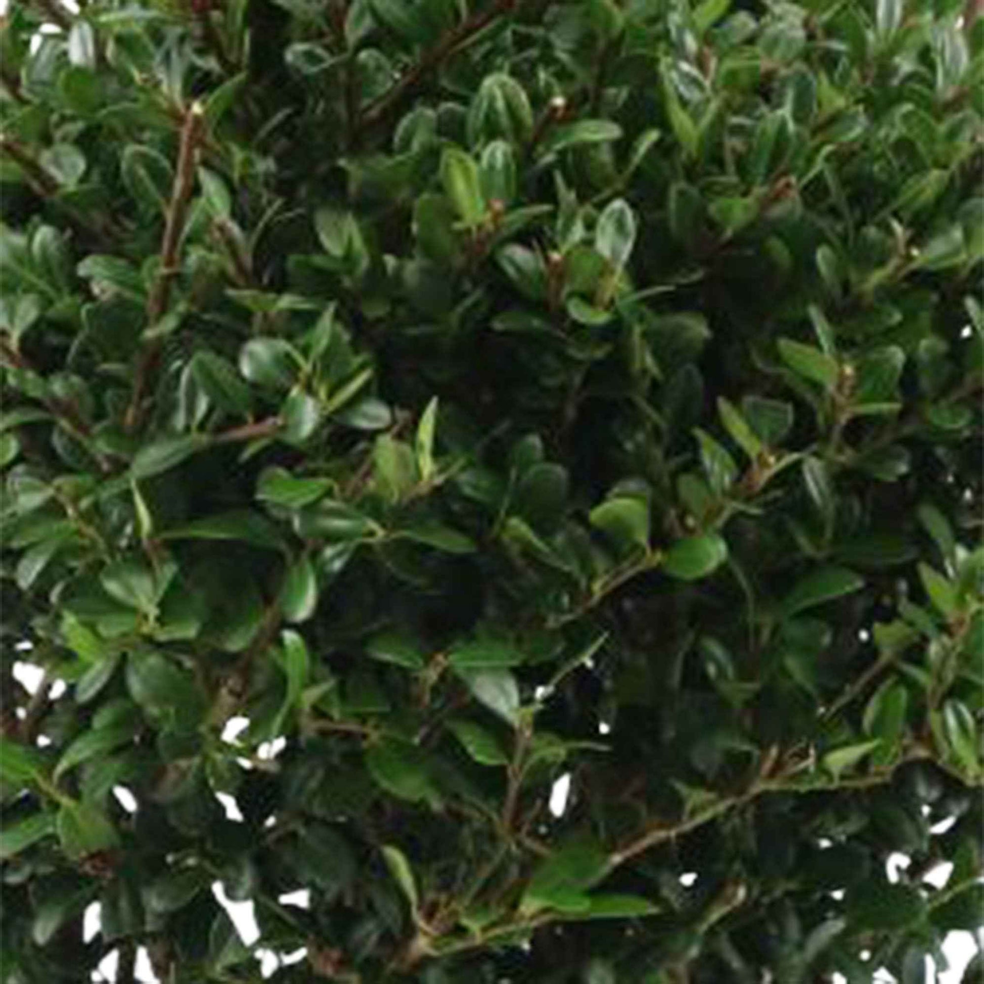 Blühende Sträucher - Japanische Stechpalme 'Dark Green'® - Ilex crenata Dark Green