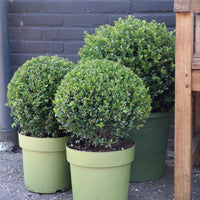 Ilex crenata Dark Green - Japanische Stechpalme 'Dark Green'® - Blühende Sträucher