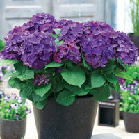 Bauernhortensie 'Deep Purple Dance' - Hydrangea macrophylla deep purple dance - Bakker