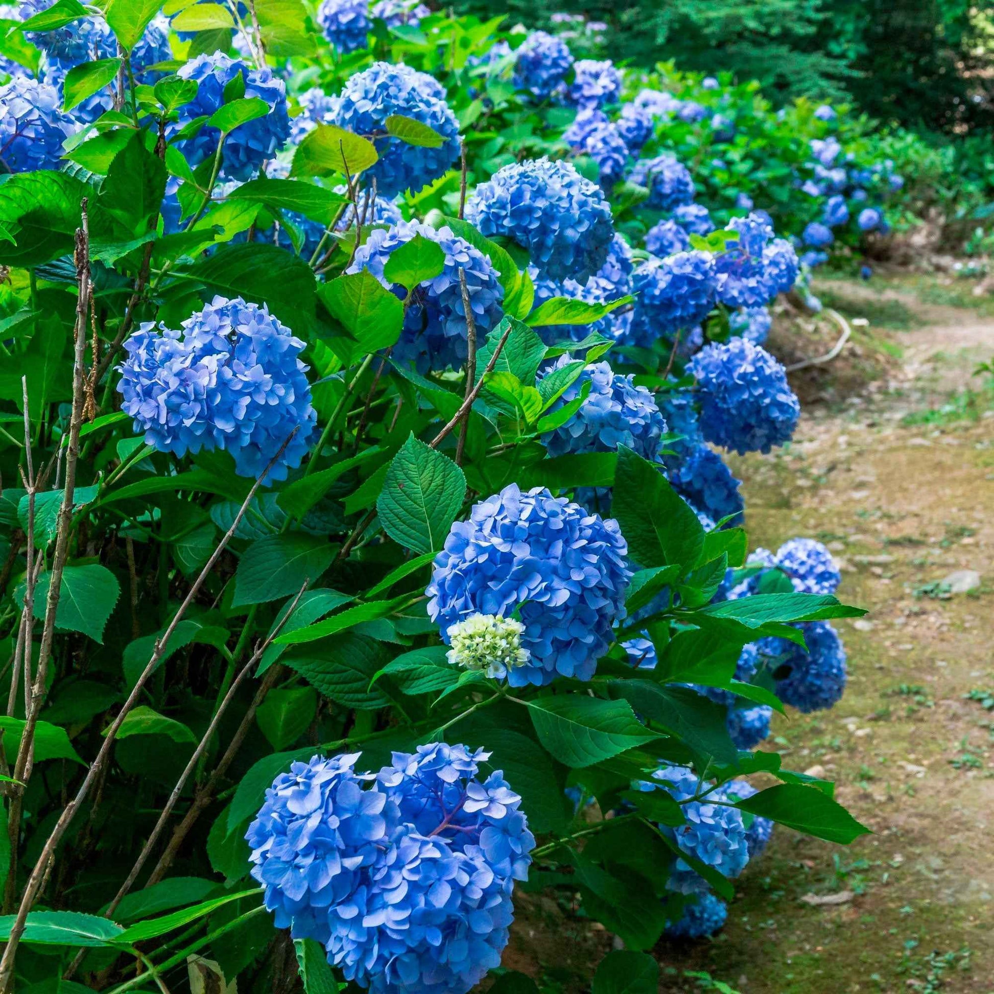 Hydrangea macrophylla - Hortensien-Sammlung: rot, blau, rosa (x3) - Großblättrige Hortensie