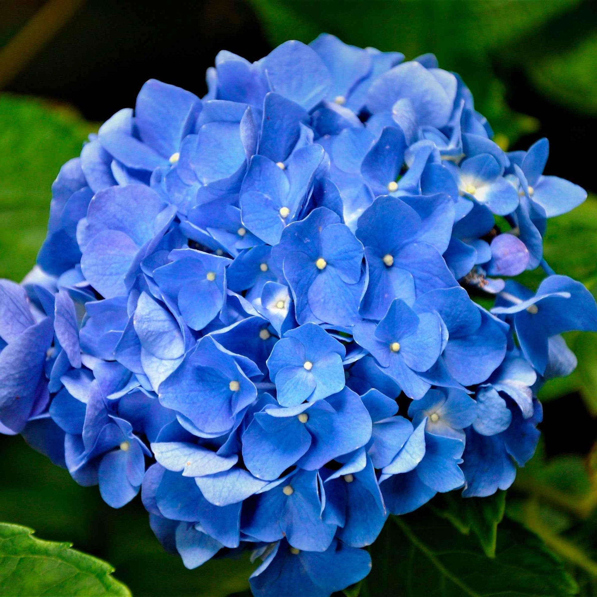 Hortensie blau - Großblättrige Hortensie - Bakker