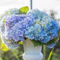Großblättrige Hortensie - Hortensie blau - Hydrangea macrophylla
