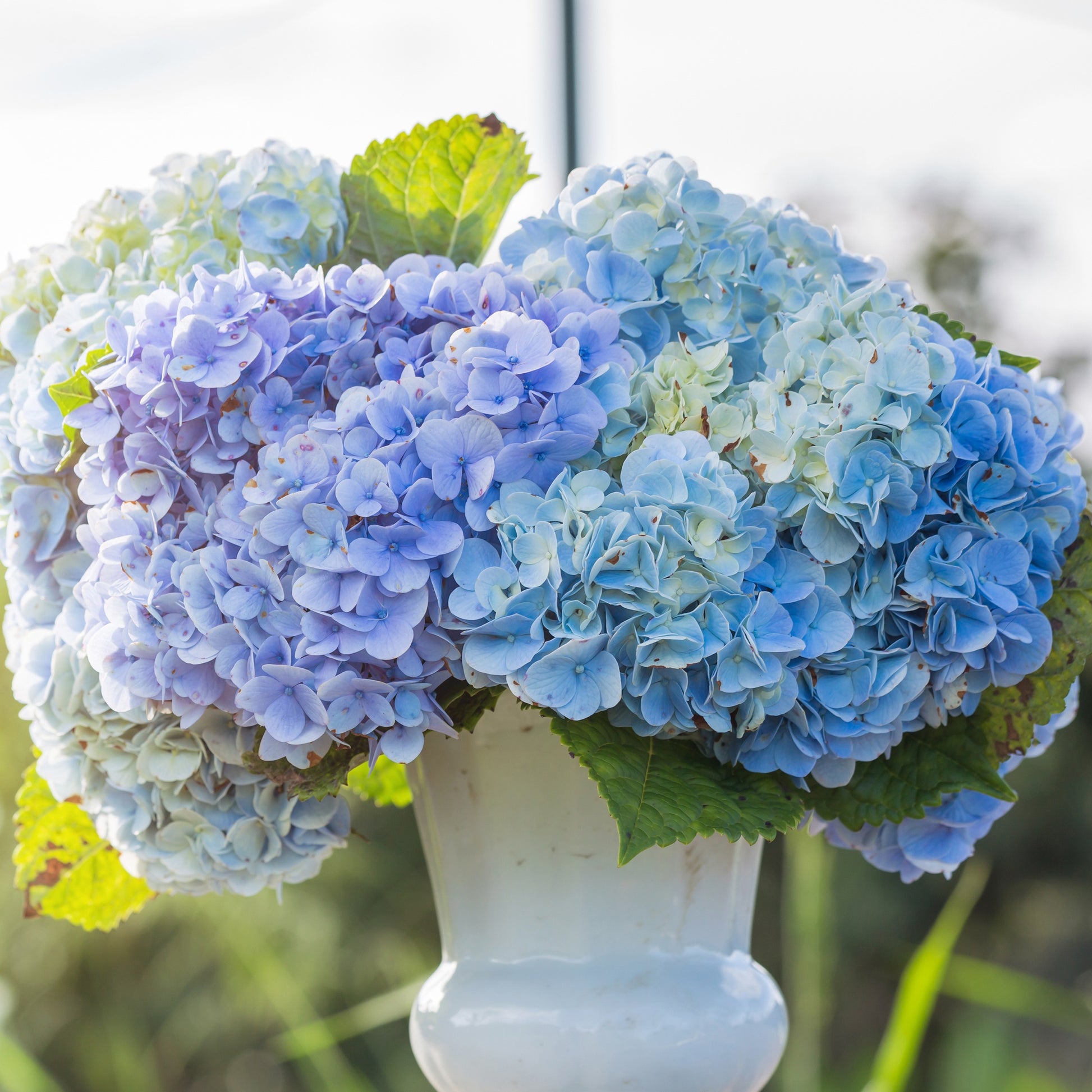 Großblättrige Hortensie - Hortensie blau - Hydrangea macrophylla