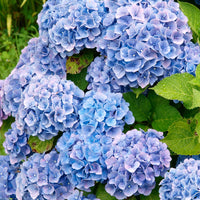 Hydrangea macrophylla - Hortensie blau - Großblättrige Hortensie