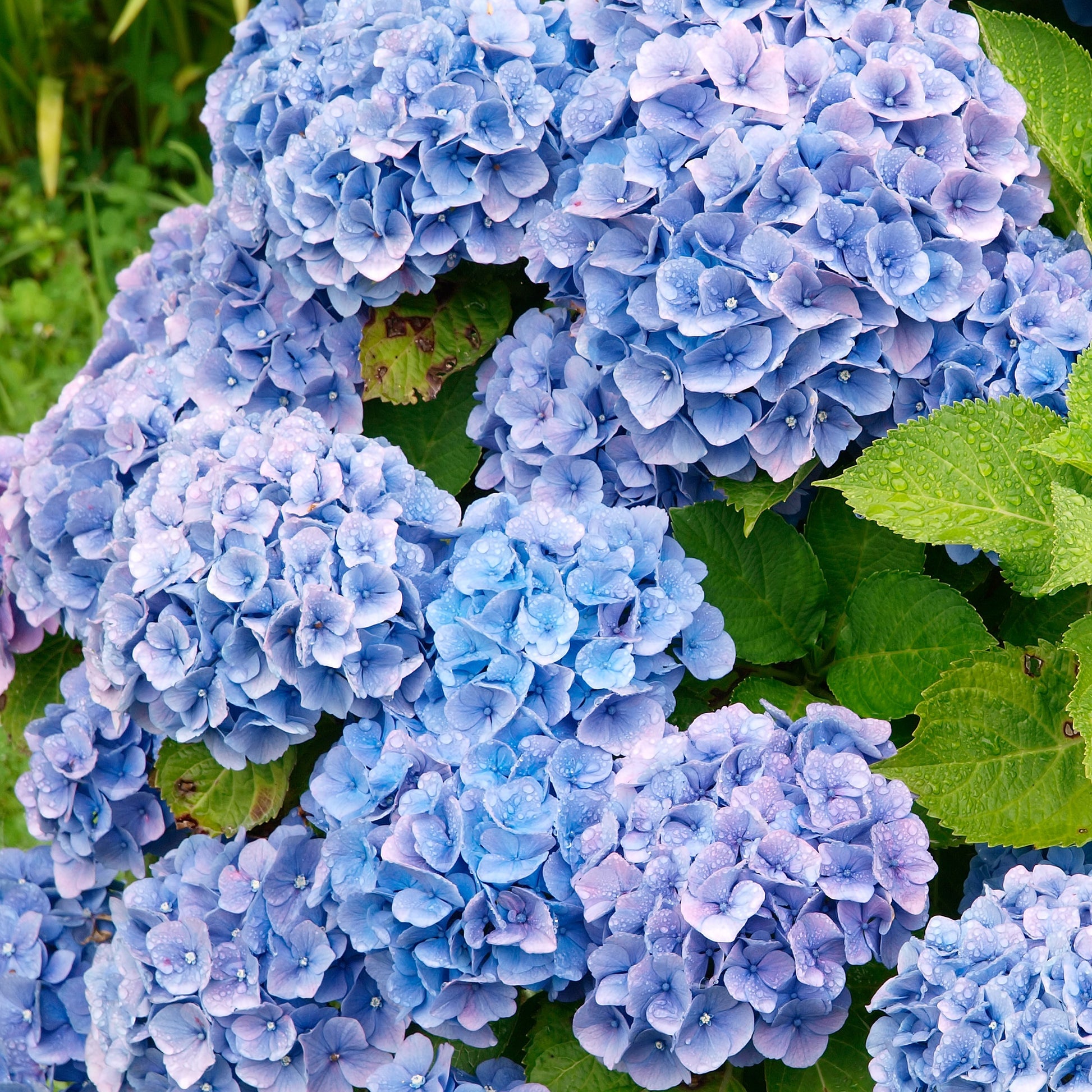 Hydrangea macrophylla - Hortensie blau - Großblättrige Hortensie