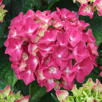Großblättrige Hortensie - Hortensie rosa - Hydrangea macrophylla