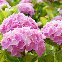 Hortensie rosa - Hydrangea macrophylla - Bakker