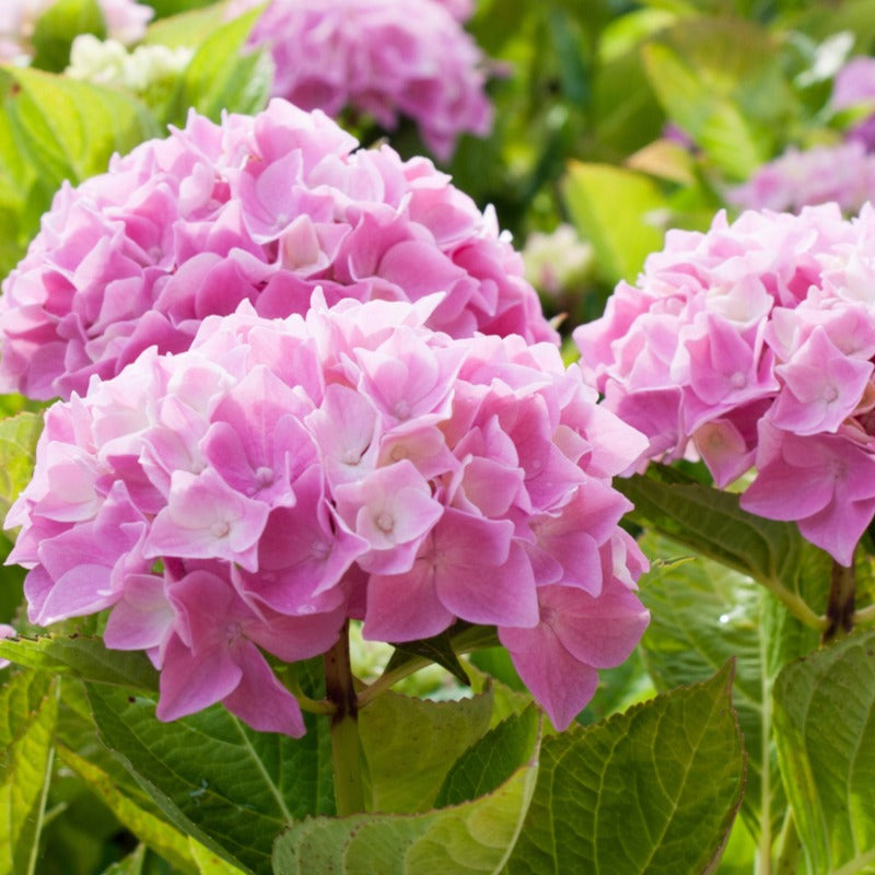 Großblättrige Hortensie - Hortensien-Sammlung: rot, blau, rosa (x3) - Hydrangea macrophylla