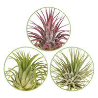 Tillandsia Mischung (x3) - Tillandsia - Bakker
