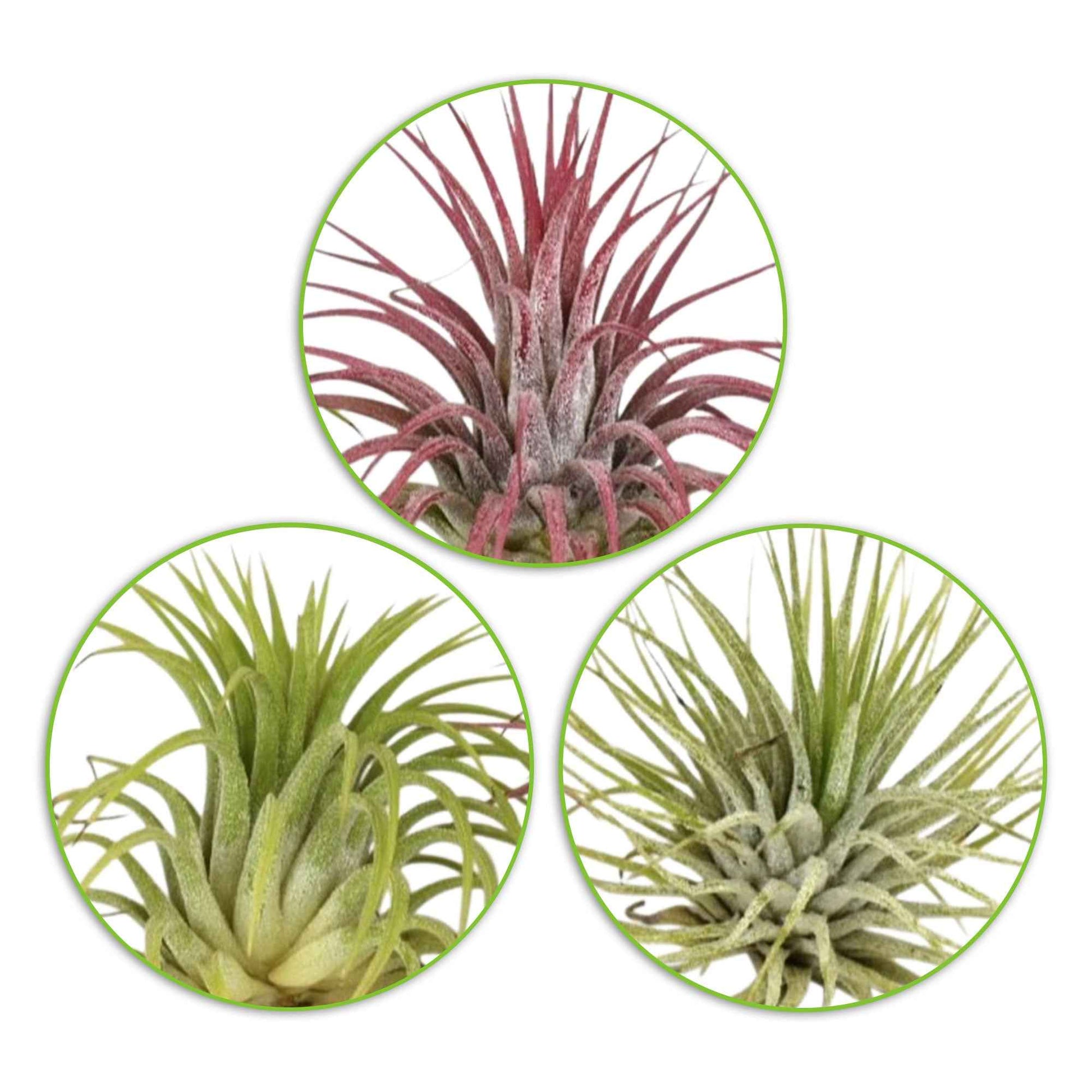 Tillandsia Mischung (x3) - Tillandsia - Bakker