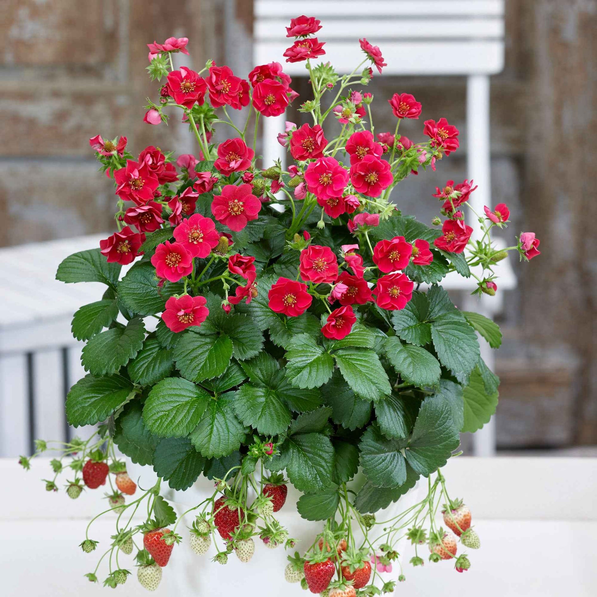 Erdbeere 'Summer Breeze Rose' (x3) - Bakker