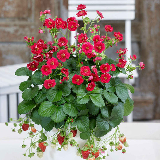 Erdbeere 'Summer Breeze Rose' (x3) - Bakker