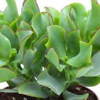 Pfennigbaum - Crassula arborescens Curly Green - Bakker