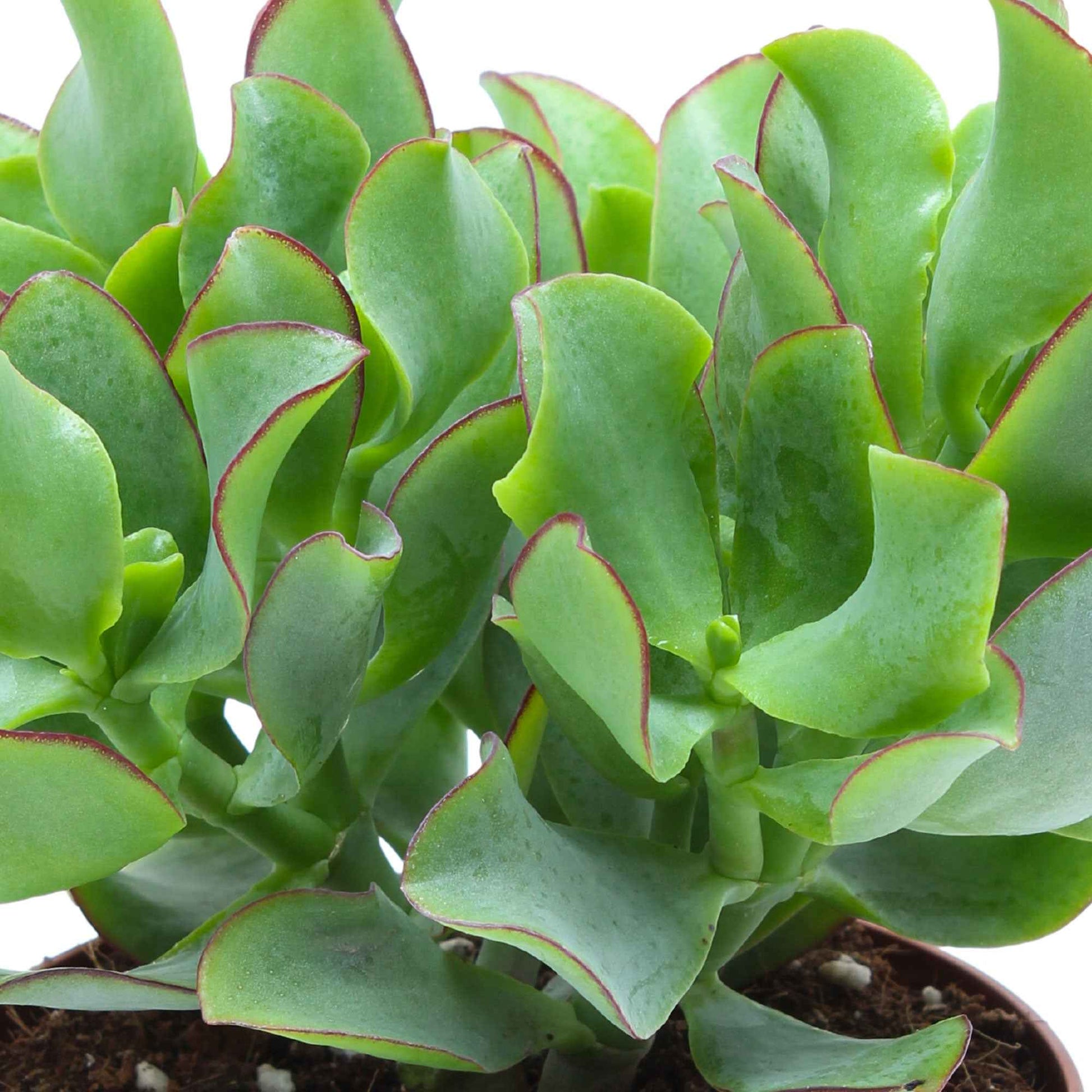 Pfennigbaum - Crassula arborescens Curly Green - Bakker