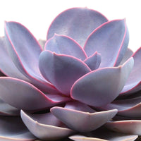 Echeveria 'Purple Pearl' lila - Echeveria gibbi.'purple pearl' - Bakker