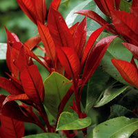 Glanzmispel Photinia 'Red Robin' - Photinia fraseri Red Robin - Bakker