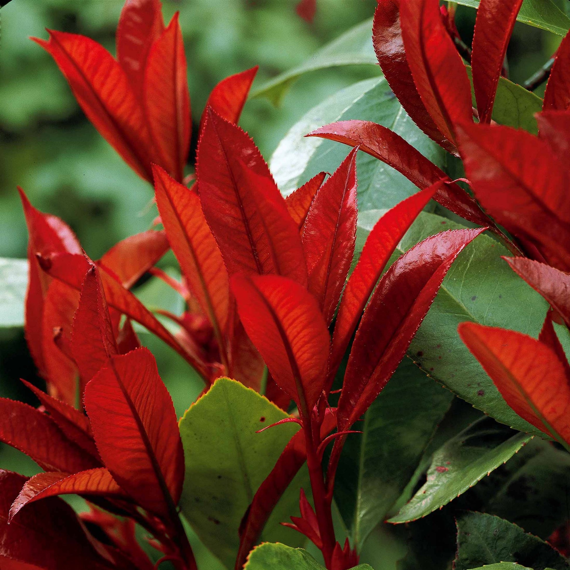 Photinia, Forsythia, Spireae Grefsheim , Chaneomeles - Sammlung Frühlingshecke (x 4) - Sträucher