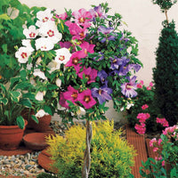 Garteneibisch 'Tricolor' - Hibiscus syriacus - Bakker
