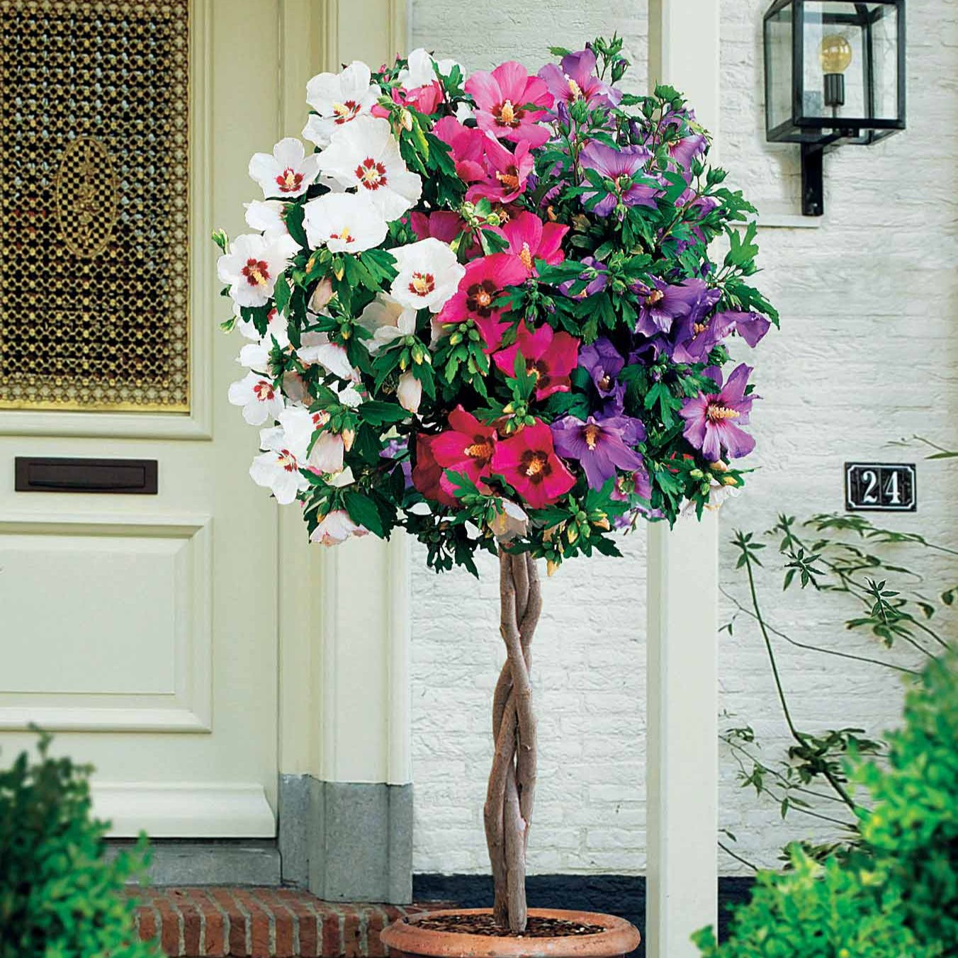 Garteneibisch 'Tricolor' - Bakker