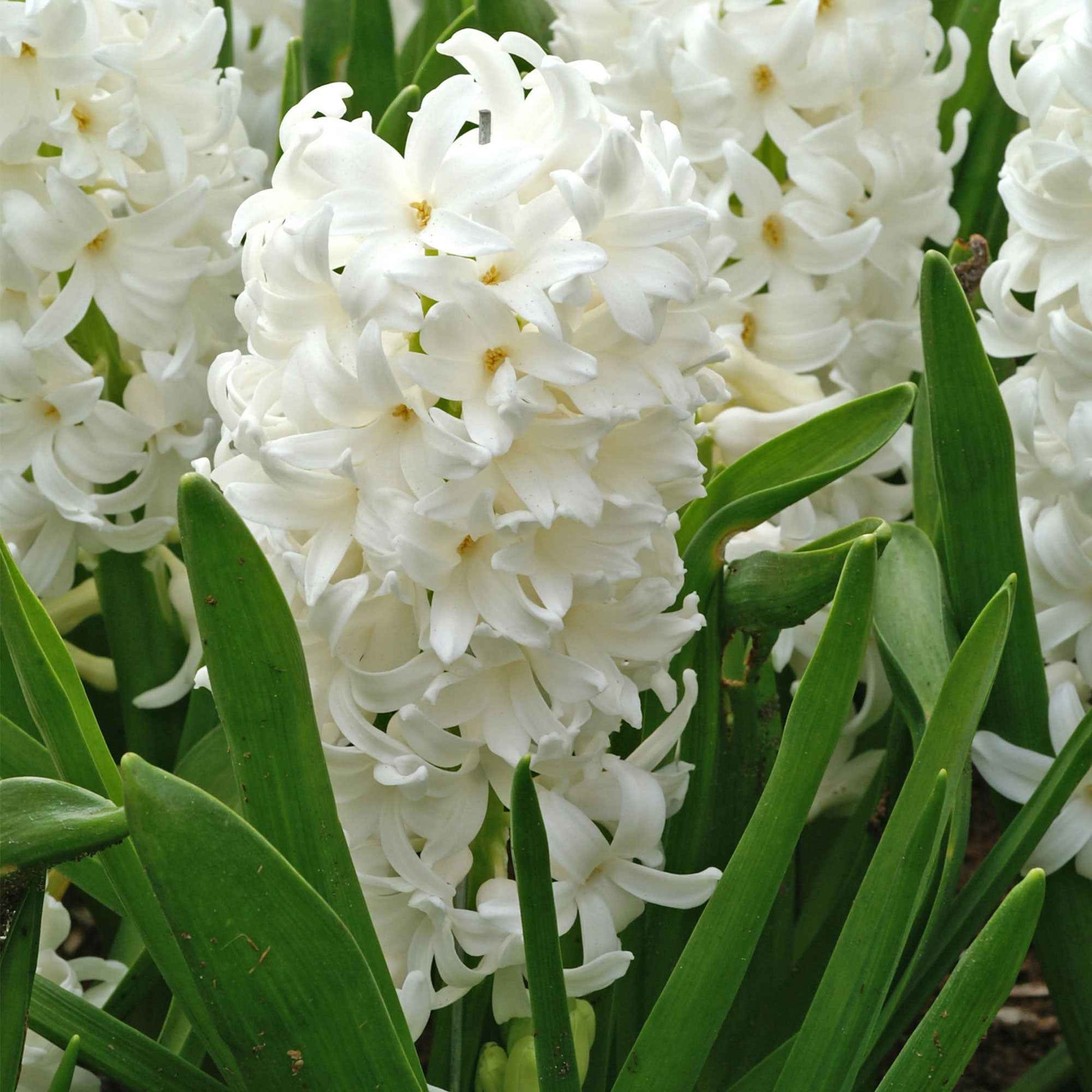 Hyazinthe 'Carnegie' weiß (x6) - Bakker
