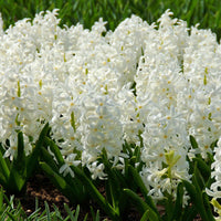 Hyazinthe 'Carnegie' weiß (x6) - Hyacinthus orientalis carnegie - Bakker