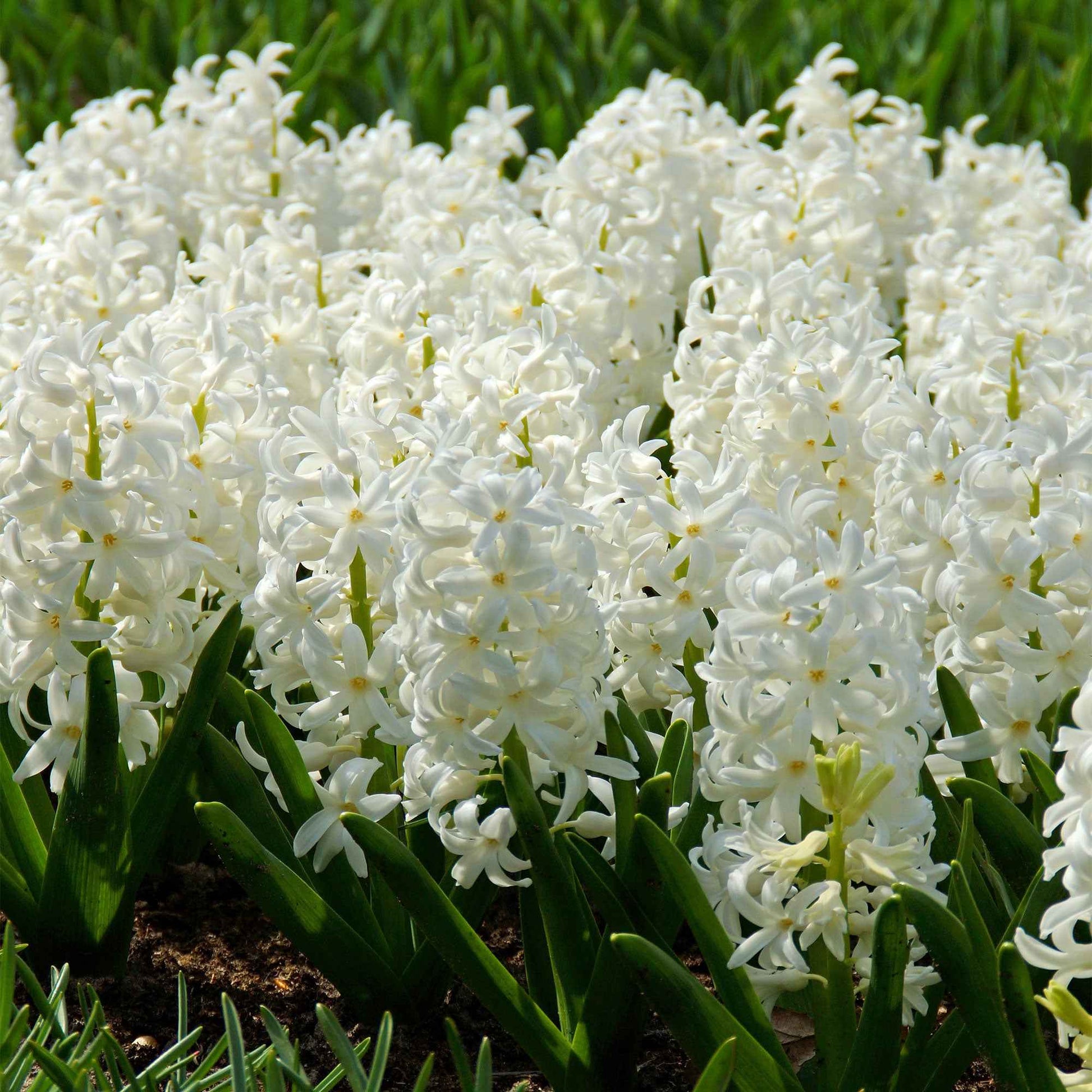 Hyazinthe 'Carnegie' weiß (x6) - Hyacinthus orientalis carnegie - Bakker