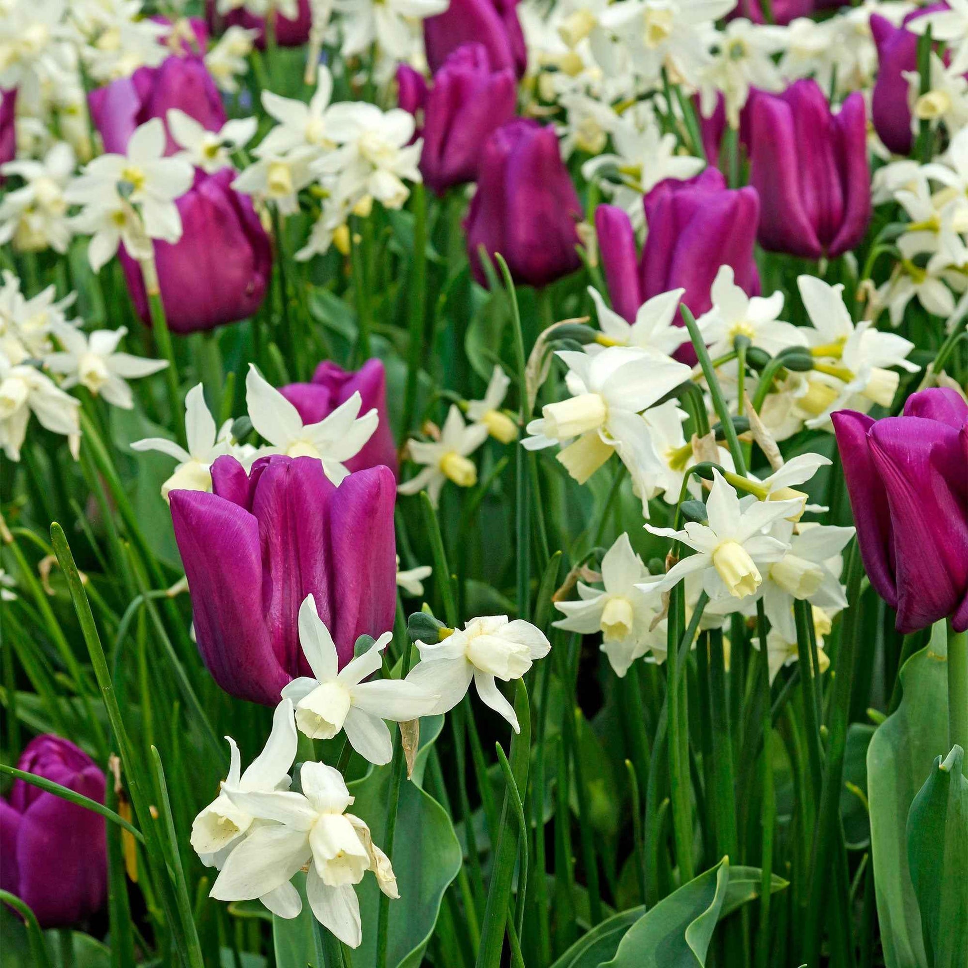 Narzisse 'Thalia' (x7) - Narcissus triandrus Thalia - Bakker