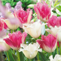 Tulpen Mischung 'Royal Wedding' (x20) - Bakker