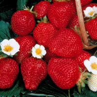 Fragaria 'maestro', 'maxim', 'mariguette' - Gartenerdbeere (x60) - Erdbeeren