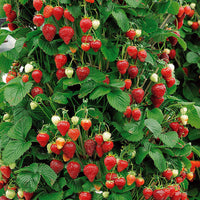 Hängeerdbeere 'Mount Everest' - Fragaria x ananassa Mount Everest - Bakker
