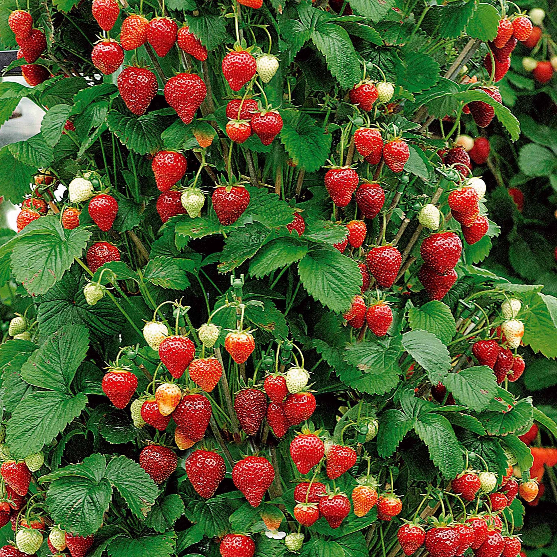 Hängeerdbeere 'Mount Everest' - Fragaria x ananassa Mount Everest - Bakker