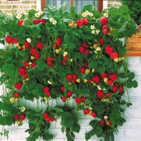 Erdbeeren - Hängeerdbeere 'Mount Everest' - Fragaria x ananassa Mount Everest