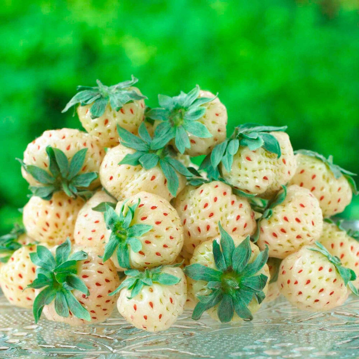 Verkauf Erdbeeren-Kollektion 'Pineberry' & 'Framberry' (x4) - Fragaria pineberry ® framberry ®