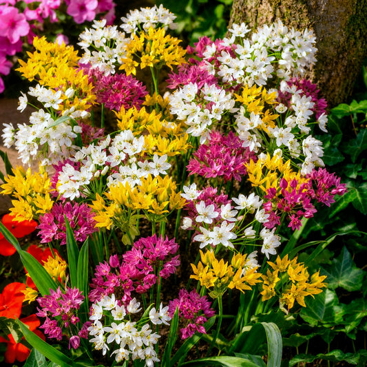 Zierlauch Mischung 'Happy Bulbs' (x25) - Bakker
