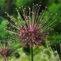 Schuberts Zierlauch (x5) - Allium schubertii - Bakker